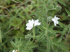 Varronia podocephala