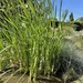 photo of Southern Bulrush (Typha domingensis)