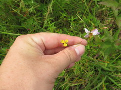 Xyris difformis