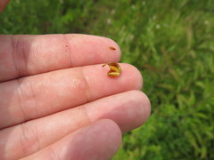 Xyris difformis