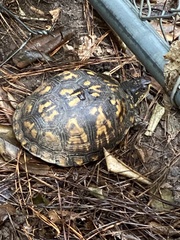 Terrapene carolina carolina