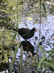 Gallinula