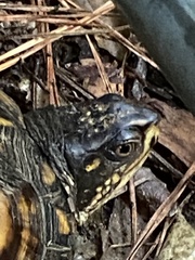 Terrapene carolina carolina