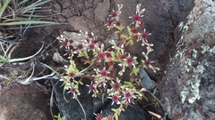 Sedum oxypetalum