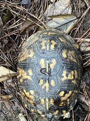 Terrapene carolina carolina