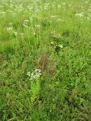 Eupatorium rotundifolium