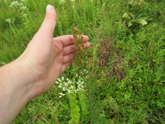 Lespedeza angustifolia