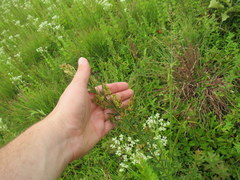 Lespedeza angustifolia