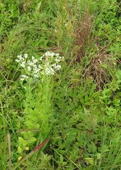 Eupatorium rotundifolium