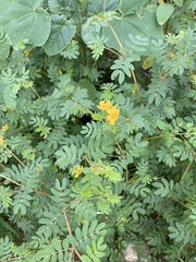 Kallstroemia hirsutissima