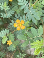 Kallstroemia hirsutissima