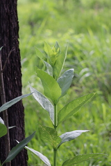 Verbesina sphaerocephala