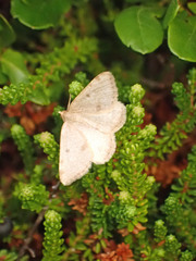 Macaria sulphurea
