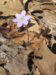 Hepatica