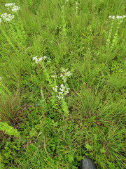 Eupatorium rotundifolium