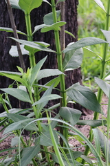 Verbesina sphaerocephala