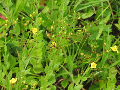 Hypericum denticulatum