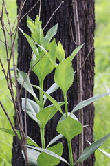 Verbesina sphaerocephala