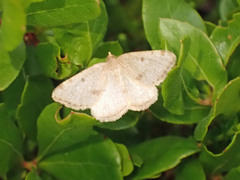 Macaria sulphurea