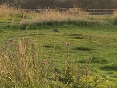 Oryctolagus cuniculus