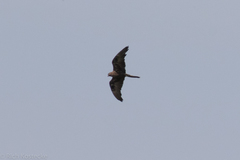 Falco subniger