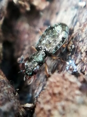 Asaphidion