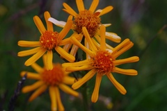 Jacobaea abrotanifolia