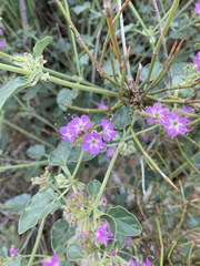 Acleisanthes chenopodioides