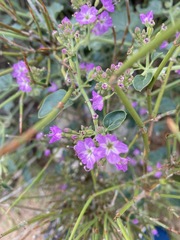 Acleisanthes chenopodioides