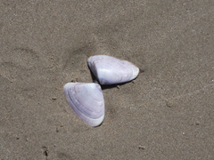 Latona deltoides
