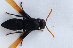 Rhynchium atrissimum