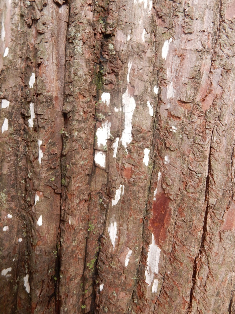 Dendrothele microspora