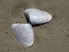 Latona deltoides