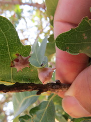 Cynips douglasii