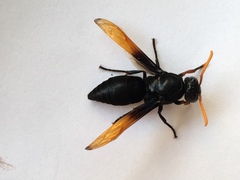 Rhynchium atrissimum