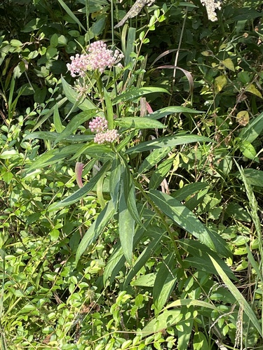 Yucca desmetiana Baker