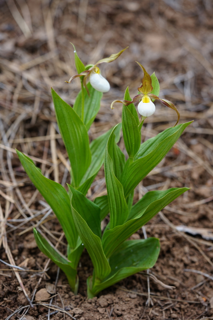 Cypripedium montanum Douglas ex Lindl. 2