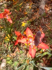 Parides erithalion trichopus