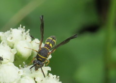 Leucospis affinis affinis