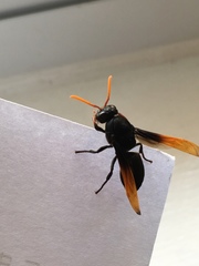 Rhynchium atrissimum