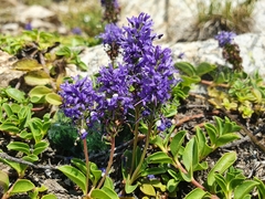 Veronica allionii