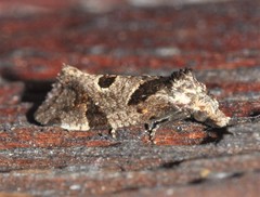 Aethes rana