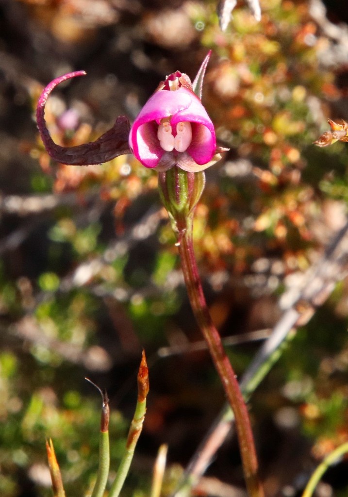 Disperis capensis