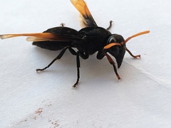 Rhynchium atrissimum