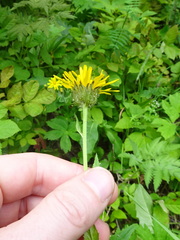 Crepis pyrenaica