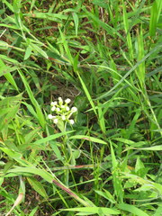 Platanthera integrilabia