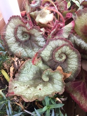 Begonia rex-cultorum