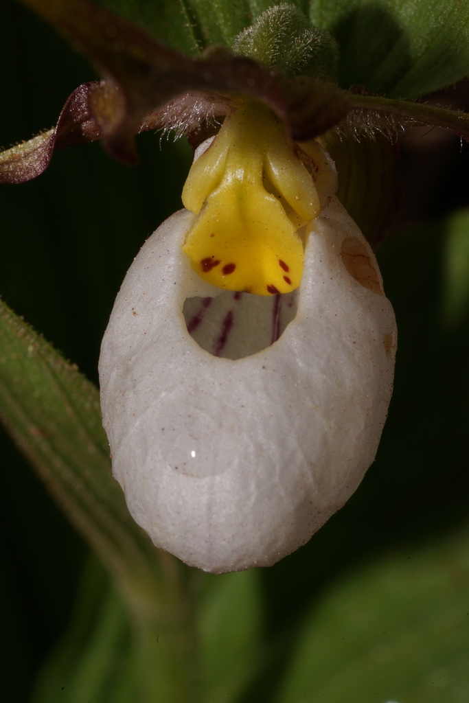 Cypripedium montanum Douglas ex Lindl.
