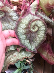 Begonia rex-cultorum