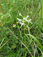 Platanthera integrilabia